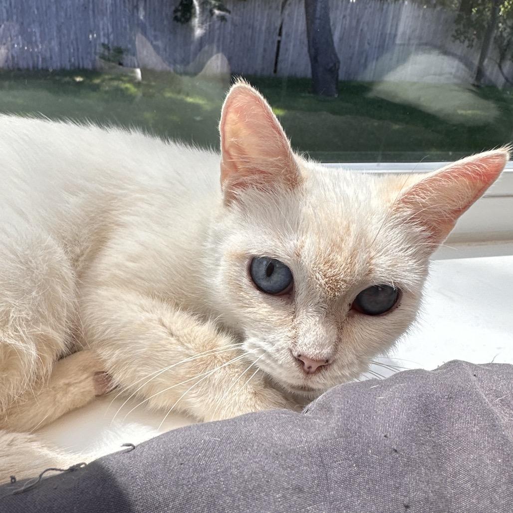 Enlarge Gala, a Adoptable Siamese in Boston, MA image 2/6