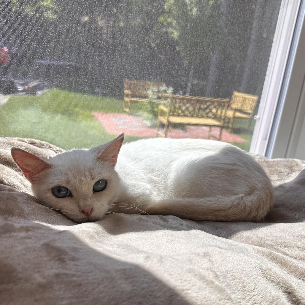Enlarge Gala, a Adoptable Siamese in Boston, MA image 3/6