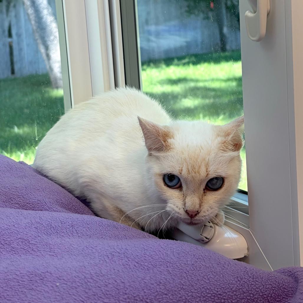 Enlarge Gala, a Adoptable Siamese in Boston, MA image 4/6