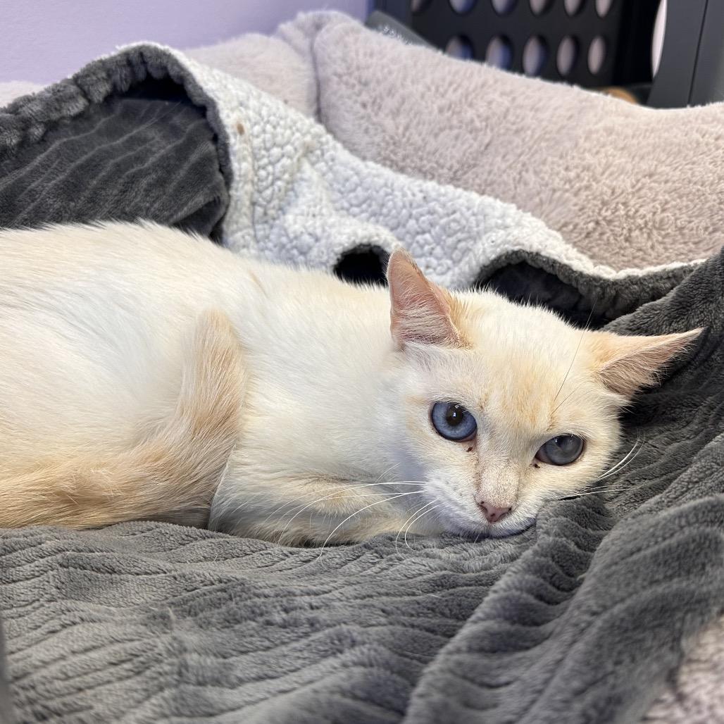 Enlarge Gala, a Adoptable Siamese in Boston, MA image 6/6