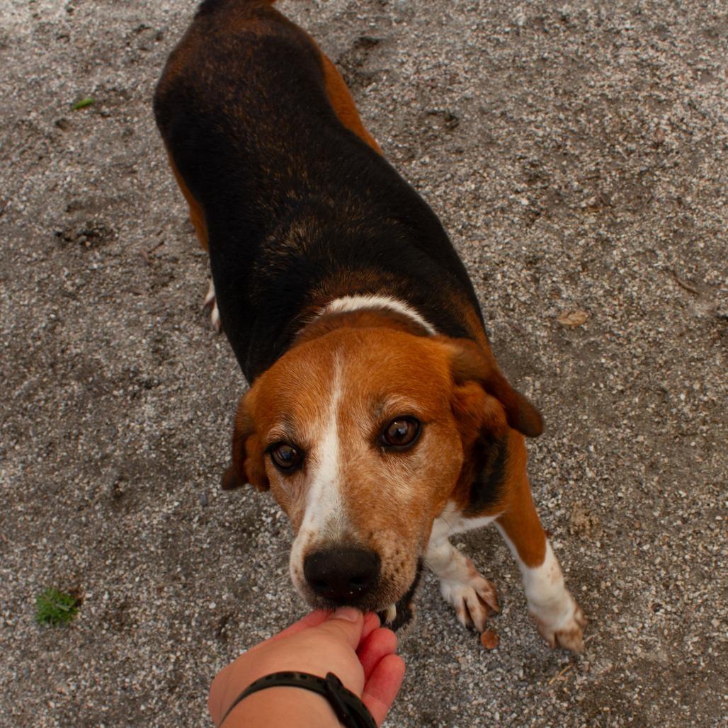 Wing Nut(CB2), Adoptable, Adult Female Hound.