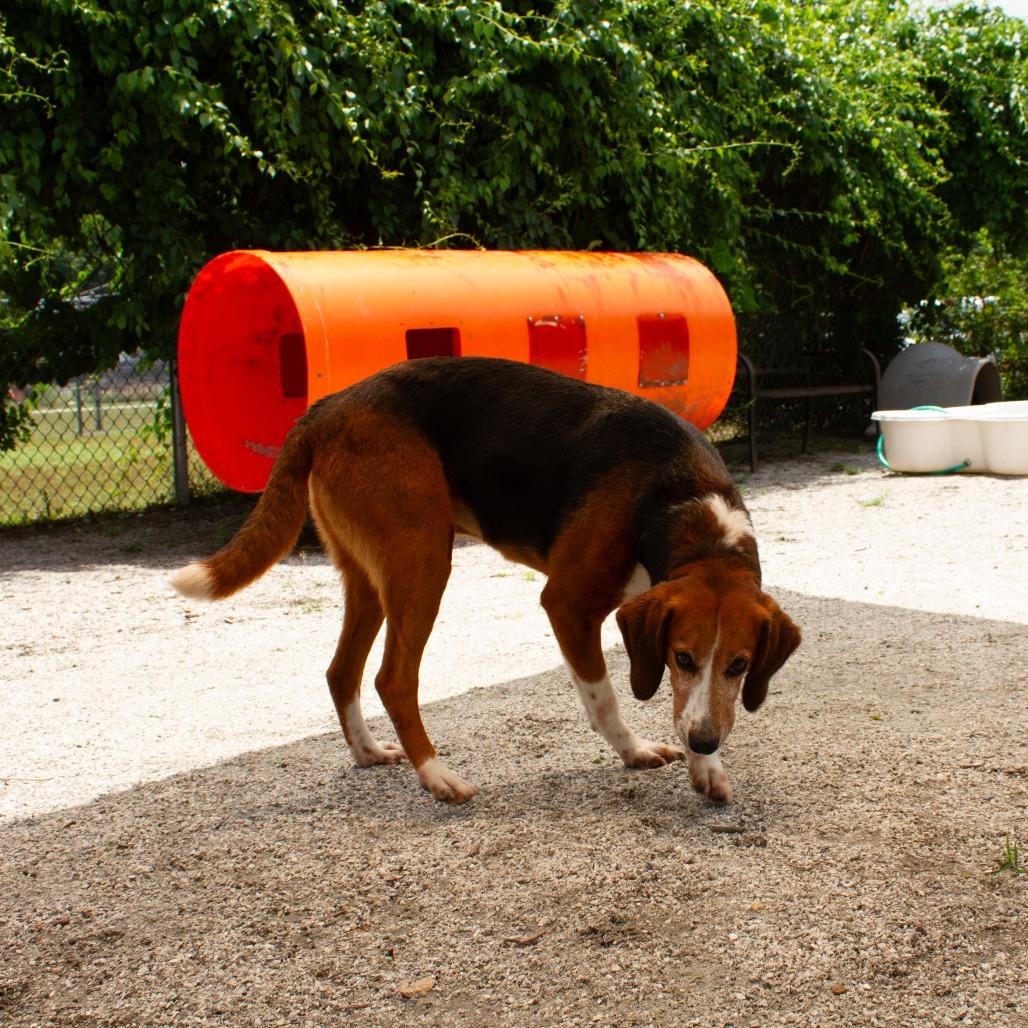 Enlarge Wing Nut(CB2), a Adoptable Hound in Windsor, VA image 2/6