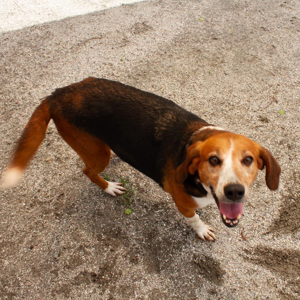 Enlarge Wing Nut(CB2), a Adoptable Hound in Windsor, VA image 3/6