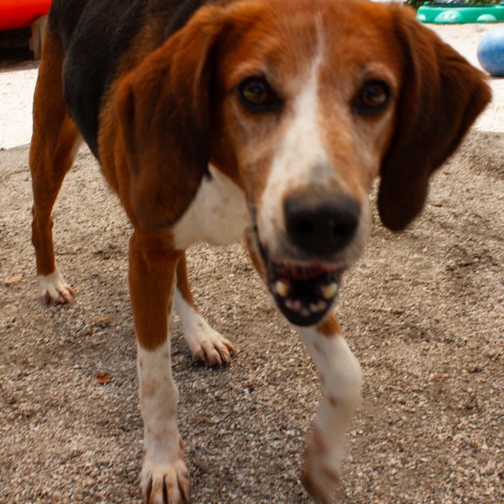 Enlarge Wing Nut(CB2), a Adoptable Hound in Windsor, VA image 4/6