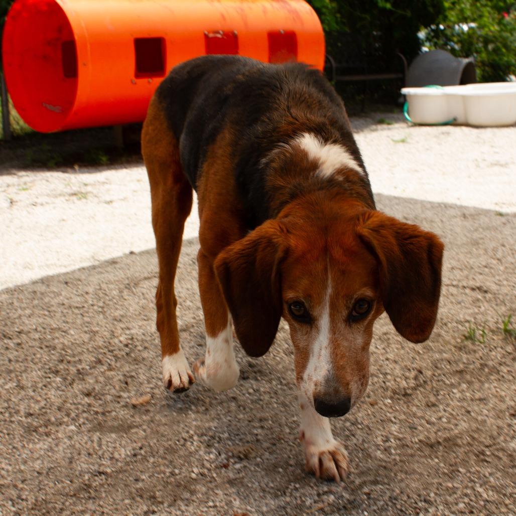 Enlarge Wing Nut(CB2), a Adoptable Hound in Windsor, VA image 5/6