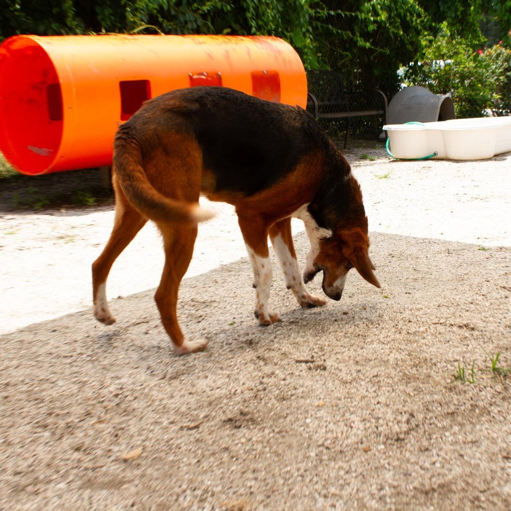 Enlarge Wing Nut(CB2), a Adoptable Hound in Windsor, VA image 6/6