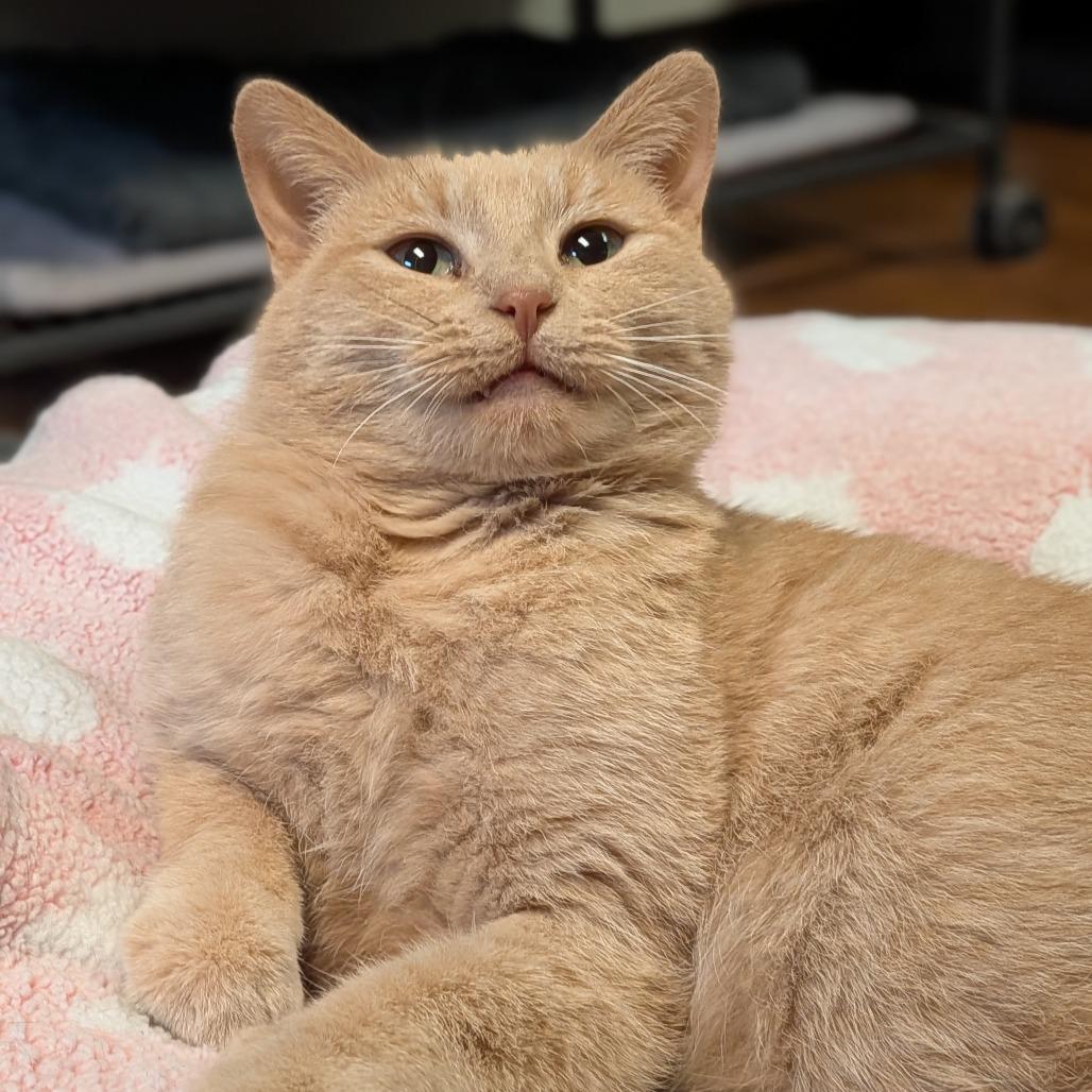 Enlarge Gouda, a Adoptable Domestic Short Hair in Milan, IL image 2/3