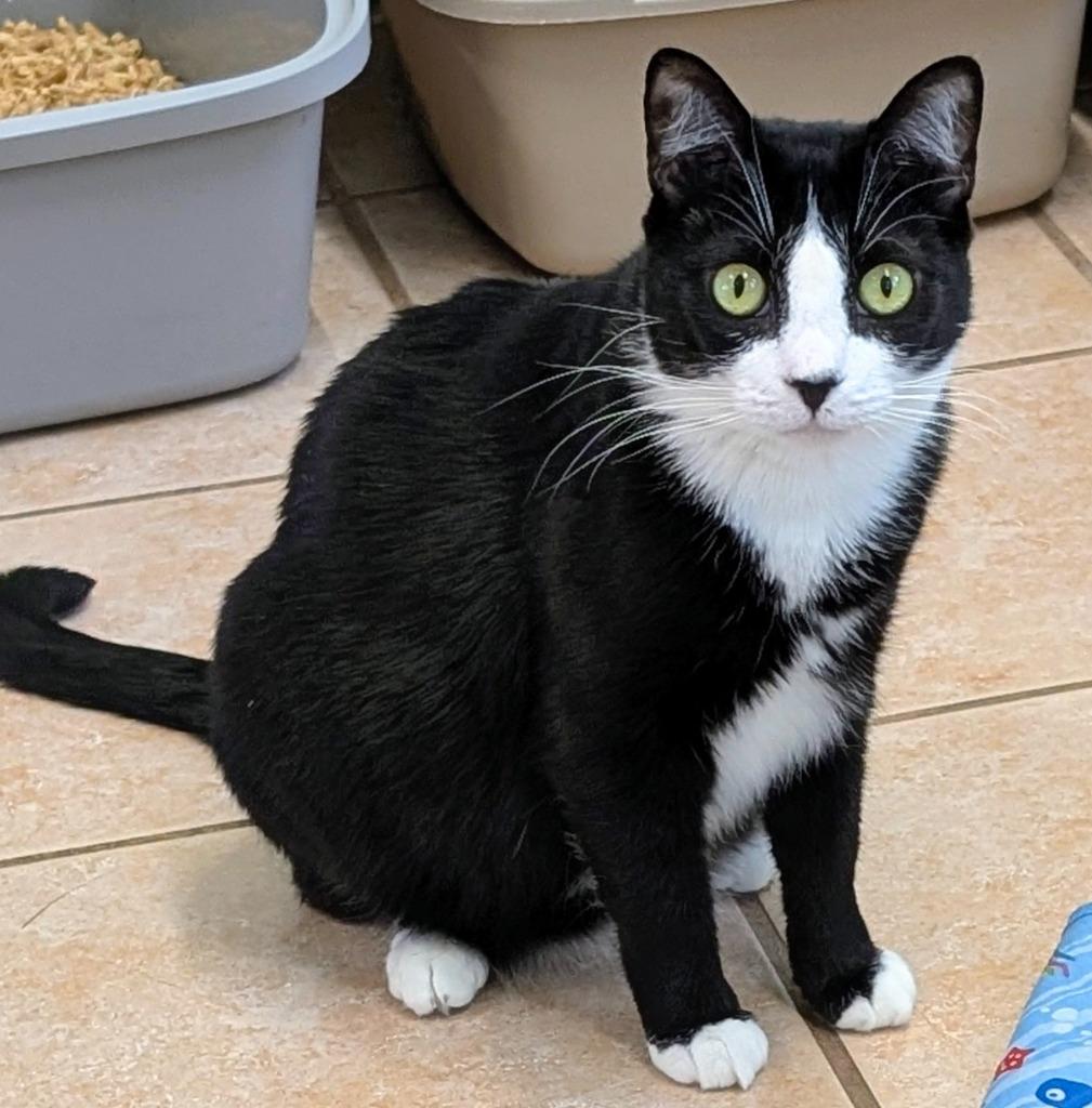 Canyon, Adoptable, Young Female Domestic Short Hair.