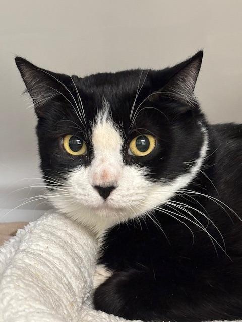 Enlarge Canyon, a Adoptable mixed breed in Peoria, AZ image 1/3