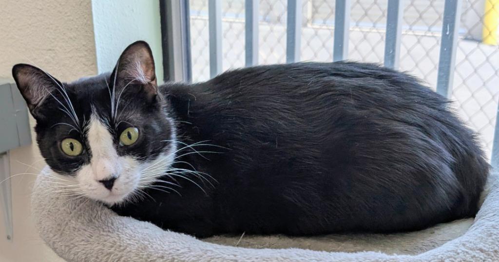 Enlarge Canyon, a Adoptable mixed breed in Peoria, AZ image 4/4