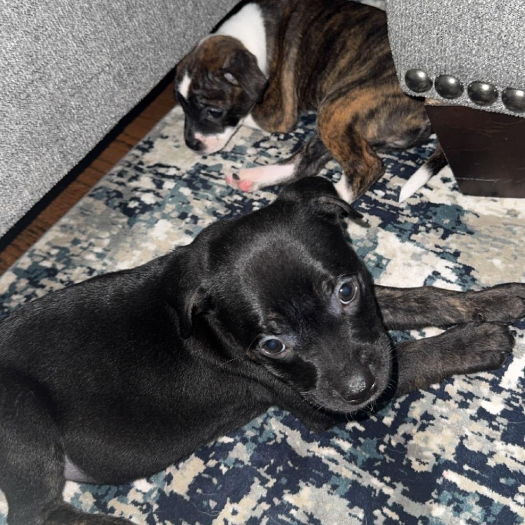 Enlarge Potter, a Adoptable mixed breed in Chicago, IL image 2/6