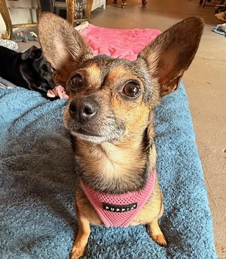 Jellybean, ADOPTABLE, Adult Female Chihuahua.