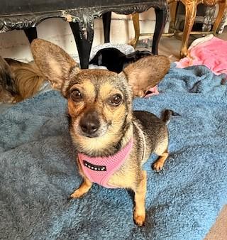 Jellybean, a ADOPTABLE mixed breed image 2/6