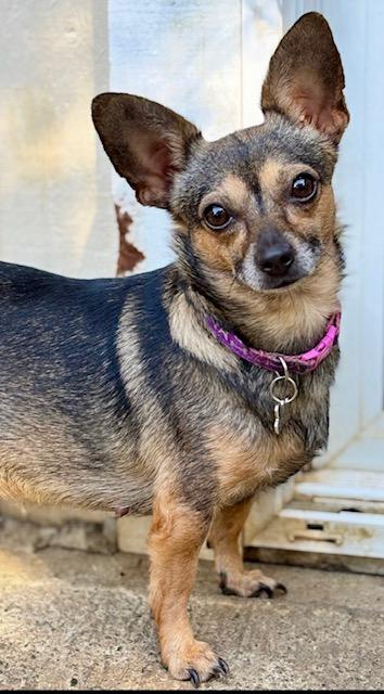 Jellybean, a ADOPTABLE mixed breed image 3/6