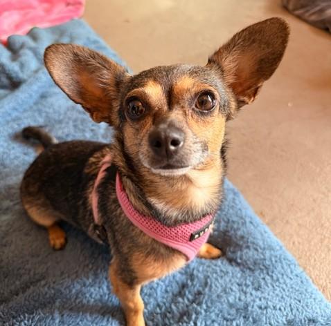 Jellybean, a ADOPTABLE mixed breed image 4/6