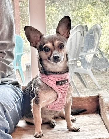 Jellybean, a ADOPTABLE mixed breed image 5/6