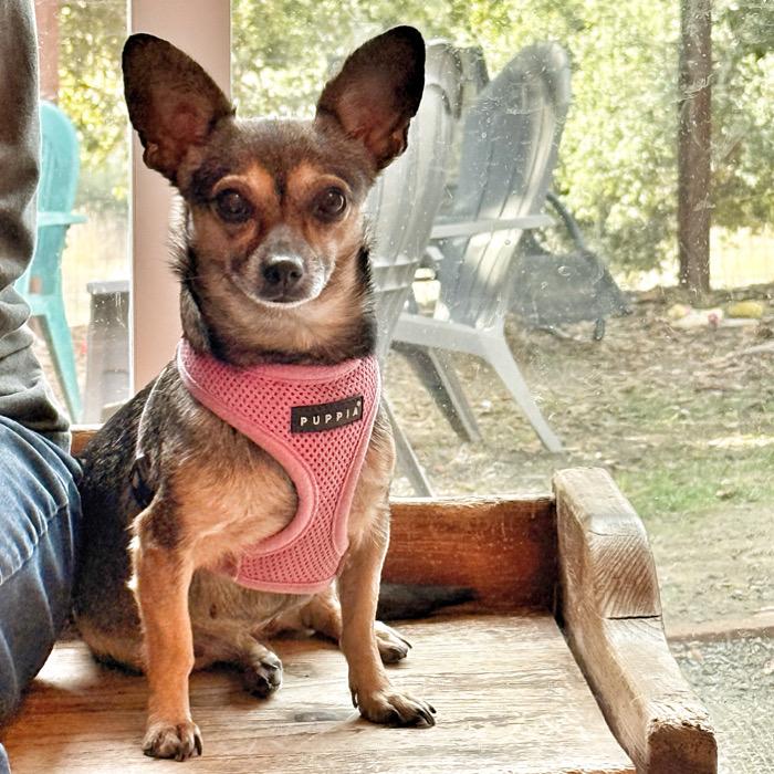 Jellybean, a ADOPTABLE mixed breed image 6/6