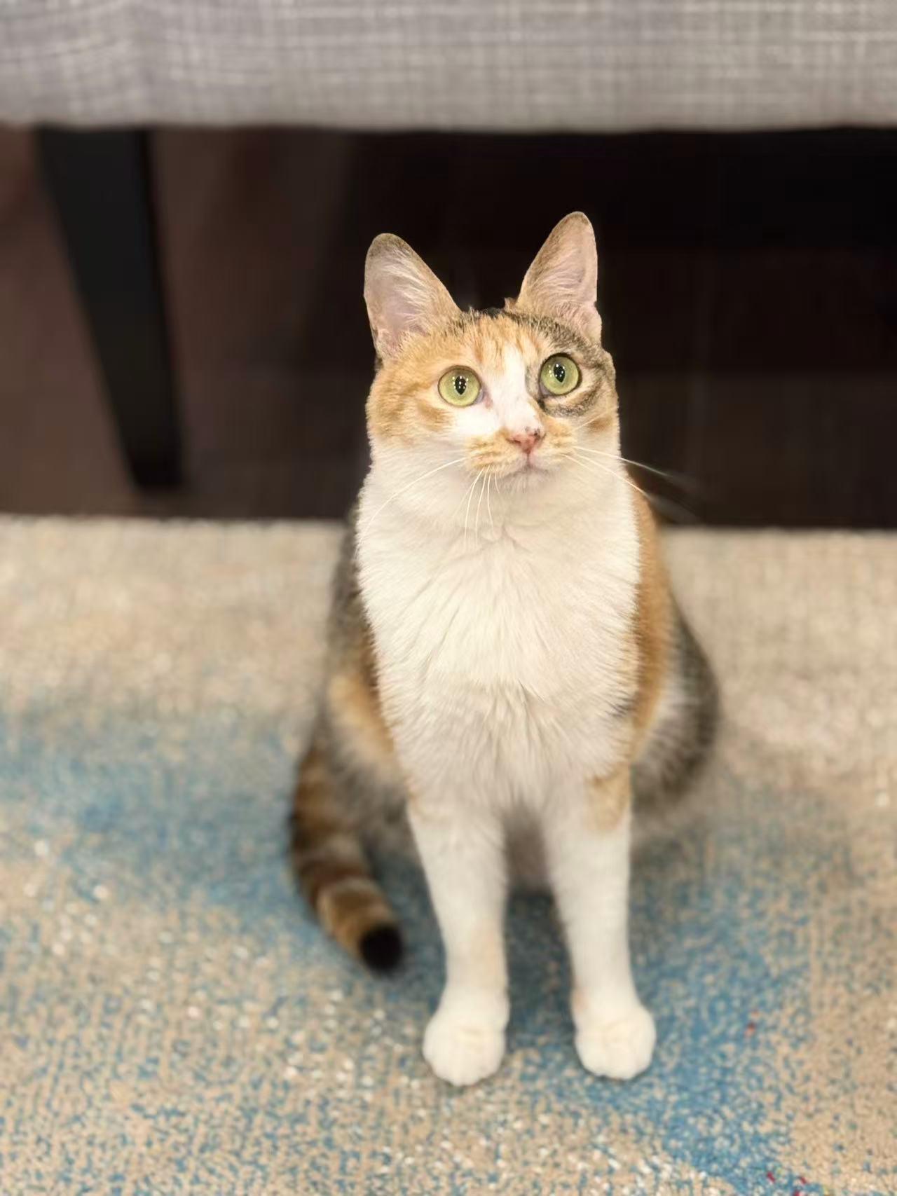 CiCi, Adoptable, Young Female Calico.