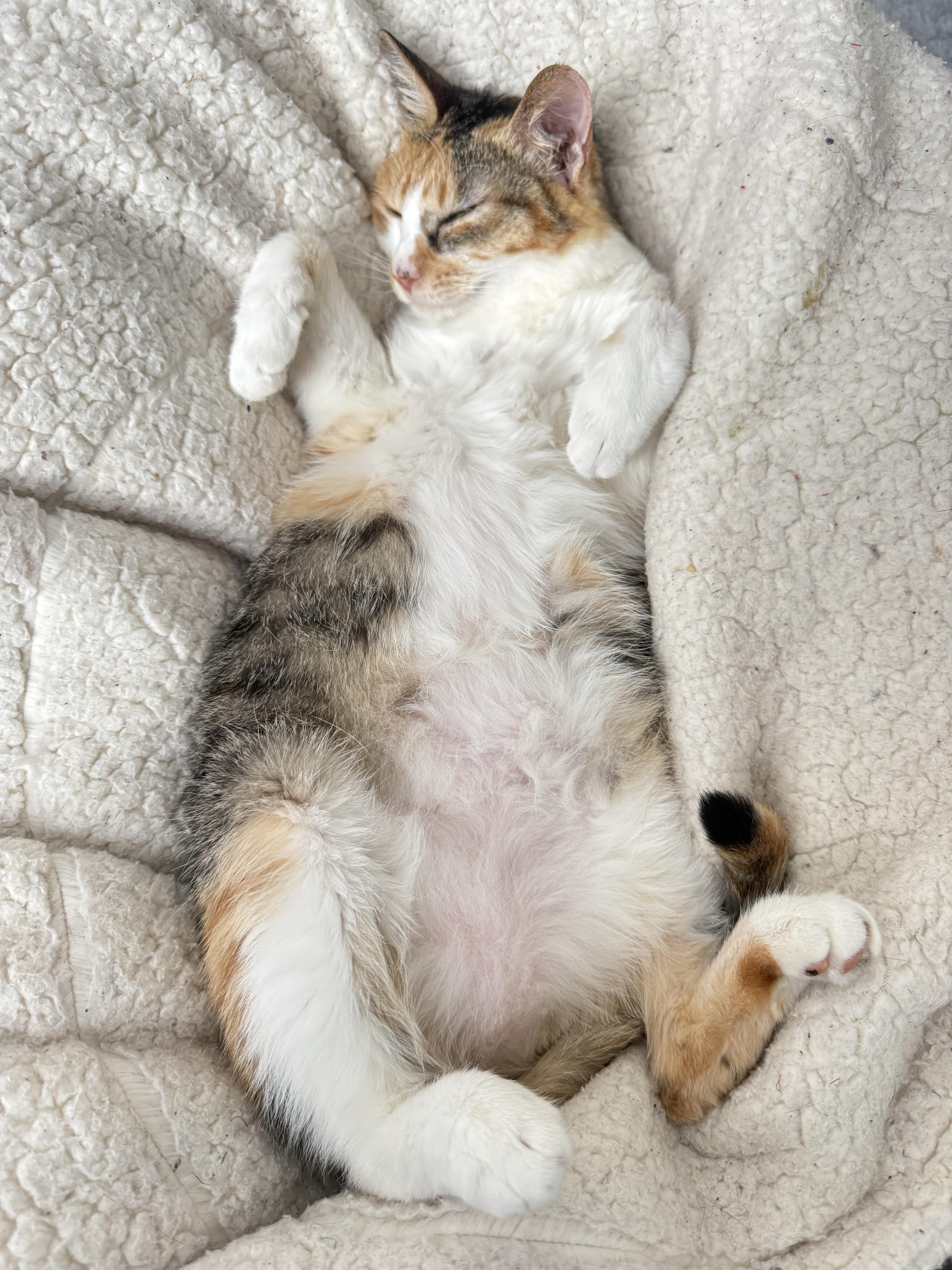 Enlarge CiCi, a Adoptable Calico in Markham, ON image 3/5