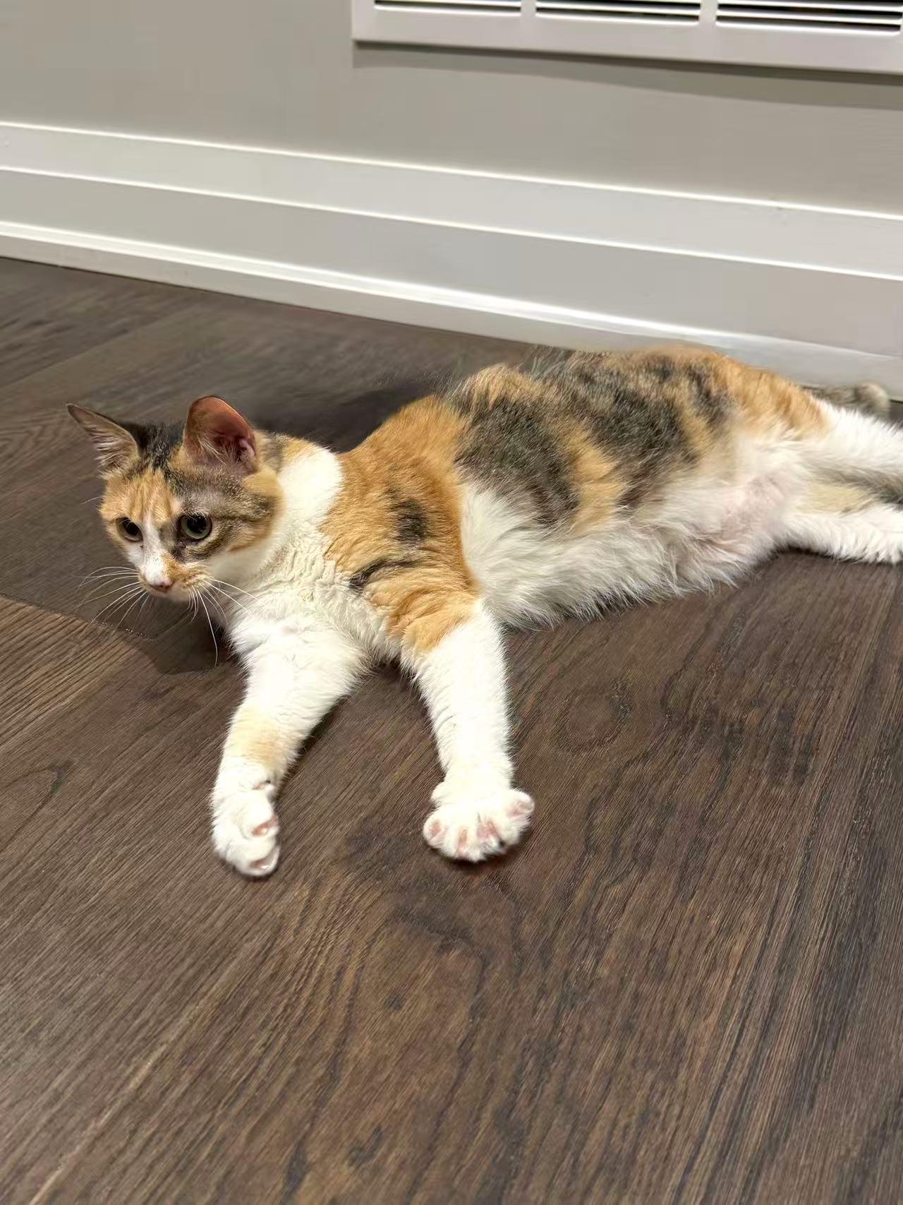 Enlarge CiCi, a Adoptable Calico in Markham, ON image 2/5