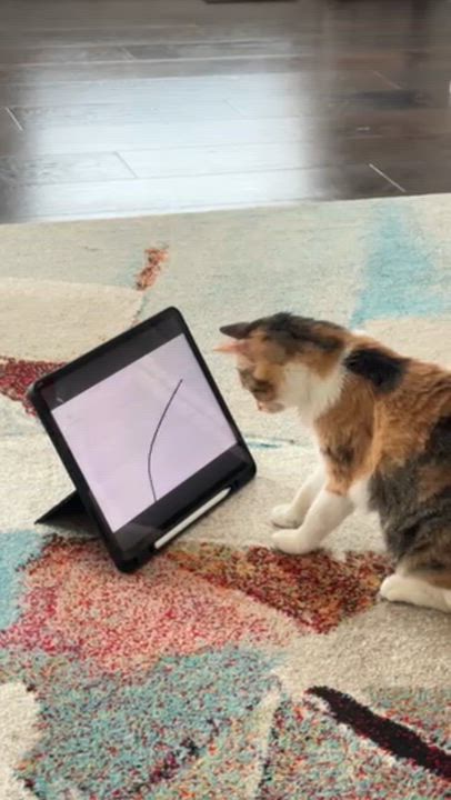 Enlarge CiCi, a Adoptable Calico in Markham, ON video 4/5