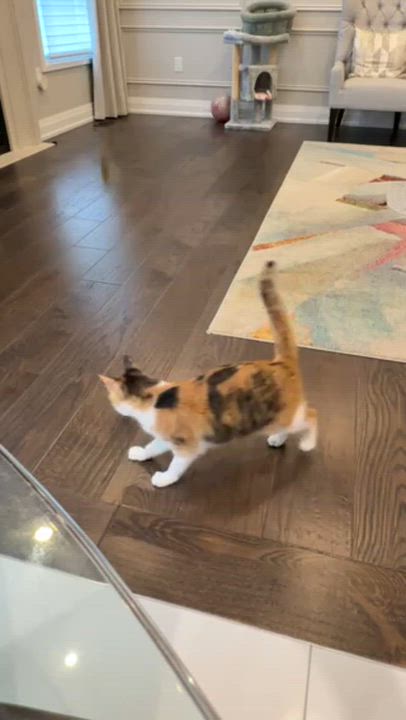 Enlarge CiCi, a Adoptable Calico in Markham, ON video 5/5