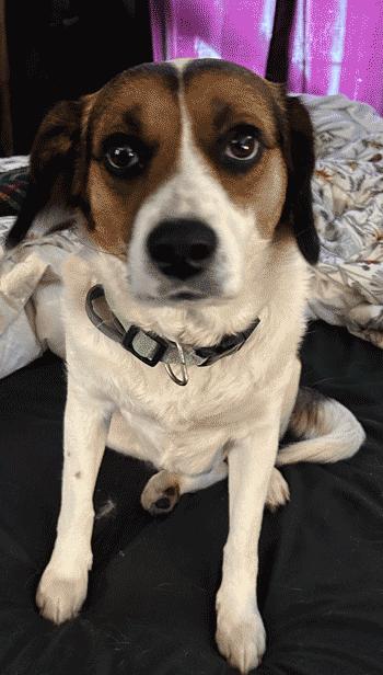 Enlarge Ziva, a ADOPTABLE mixed breed in West Decatur, PA image 2/5