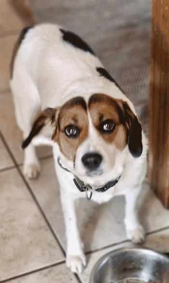 Ziva, ADOPTABLE, Adult Female Beagle.