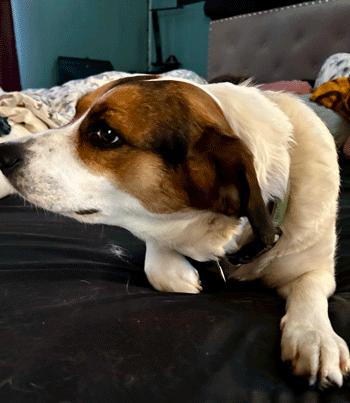 Enlarge Ziva, a ADOPTABLE mixed breed in West Decatur, PA image 5/5