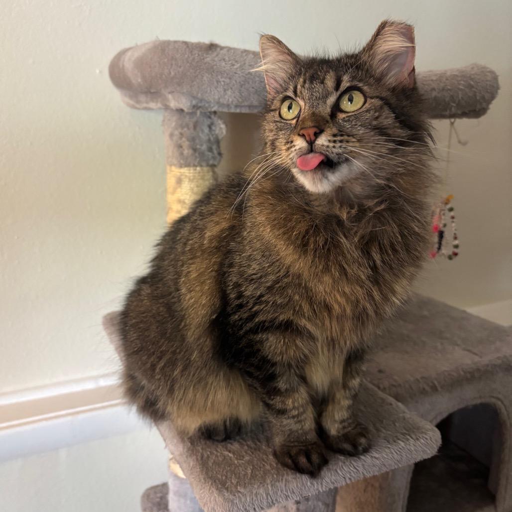 Cassa Roll 55828, Adoptable, Adult Female Domestic Long Hair.