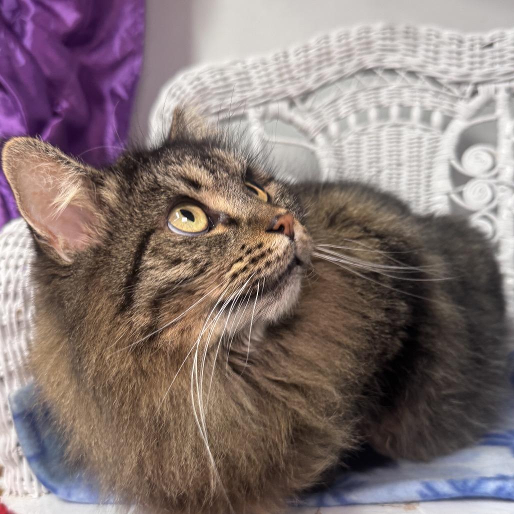Cassa Roll 55828, Adoptable, Adult Female Domestic Long Hair.