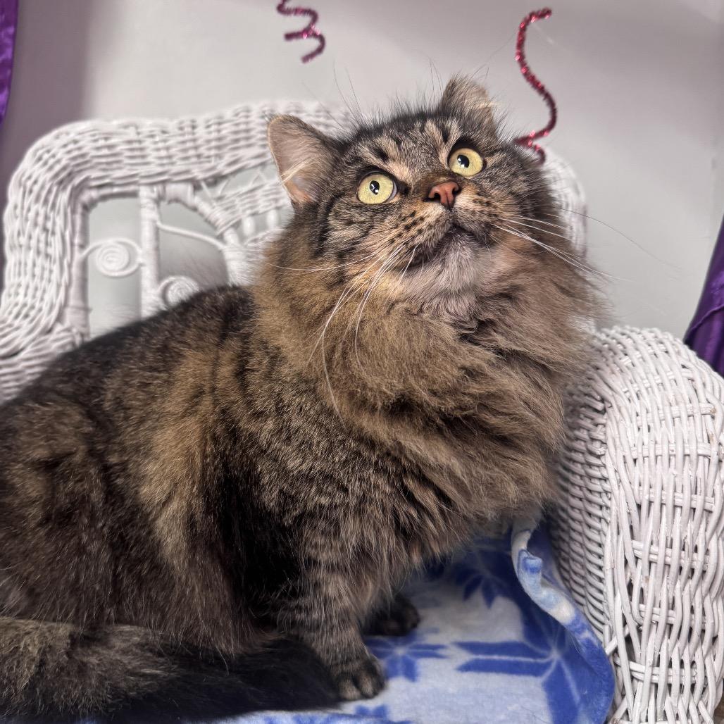 Enlarge Cassa Roll 55828, a Adoptable Domestic Long Hair in Eaton Rapids, MI image 2/5