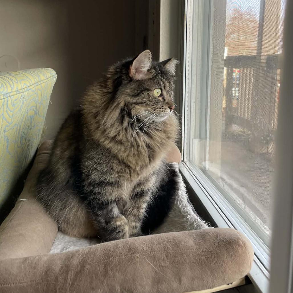 Enlarge Cassa Roll 55828, a Adoptable Domestic Long Hair in Eaton Rapids, MI image 3/5