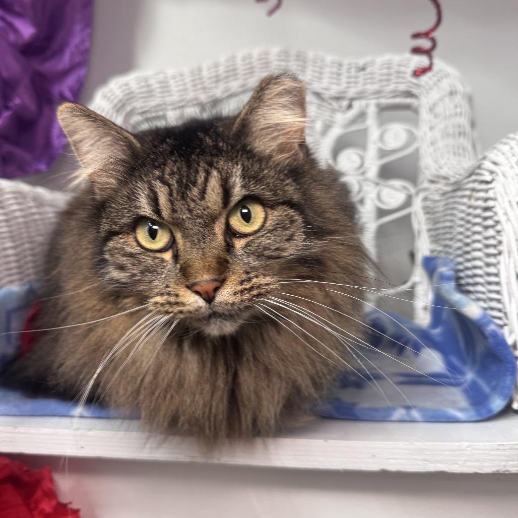 Enlarge Cassa Roll 55828, a Adoptable Domestic Long Hair in Eaton Rapids, MI image 3/5