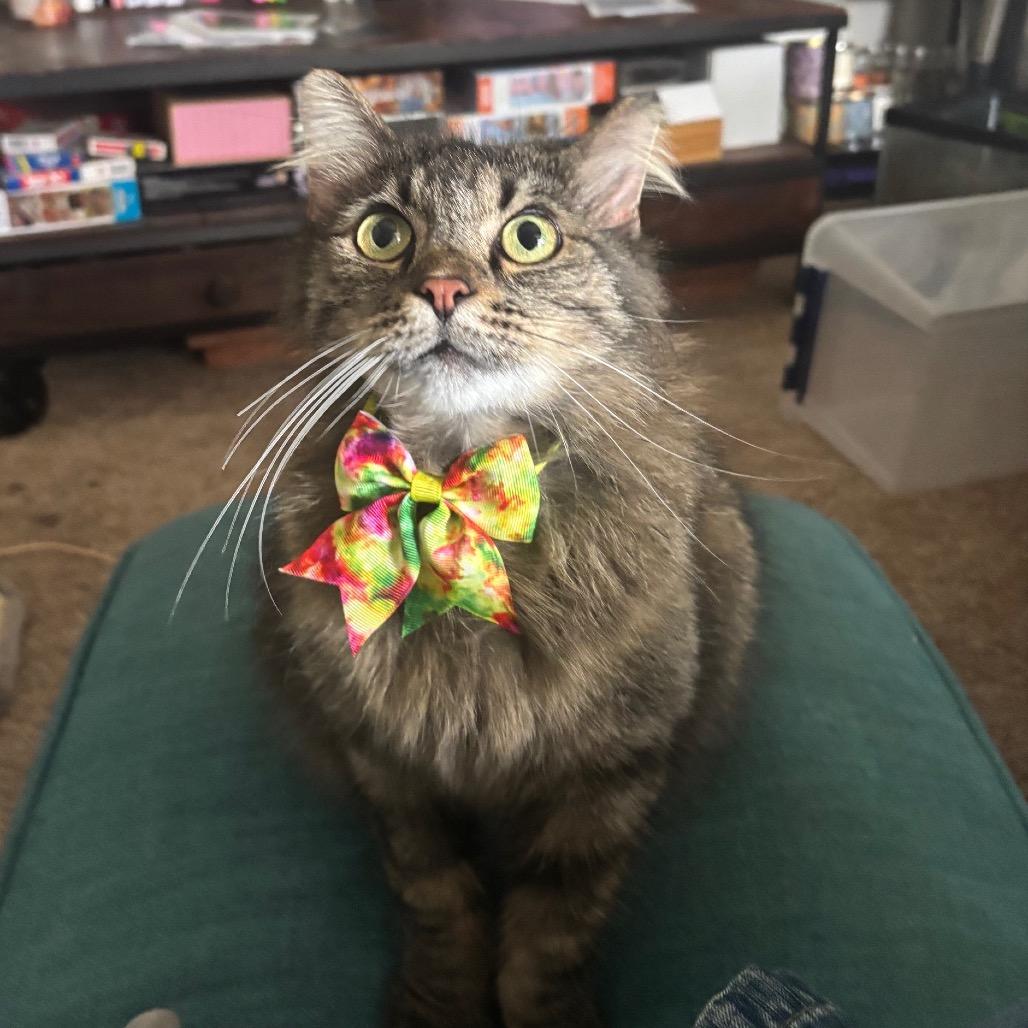 Enlarge Cassa Roll 55828, a Adoptable Domestic Long Hair in Eaton Rapids, MI image 4/5