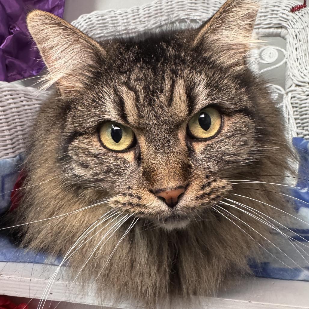 Enlarge Cassa Roll 55828, a Adoptable Domestic Long Hair in Eaton Rapids, MI image 4/5