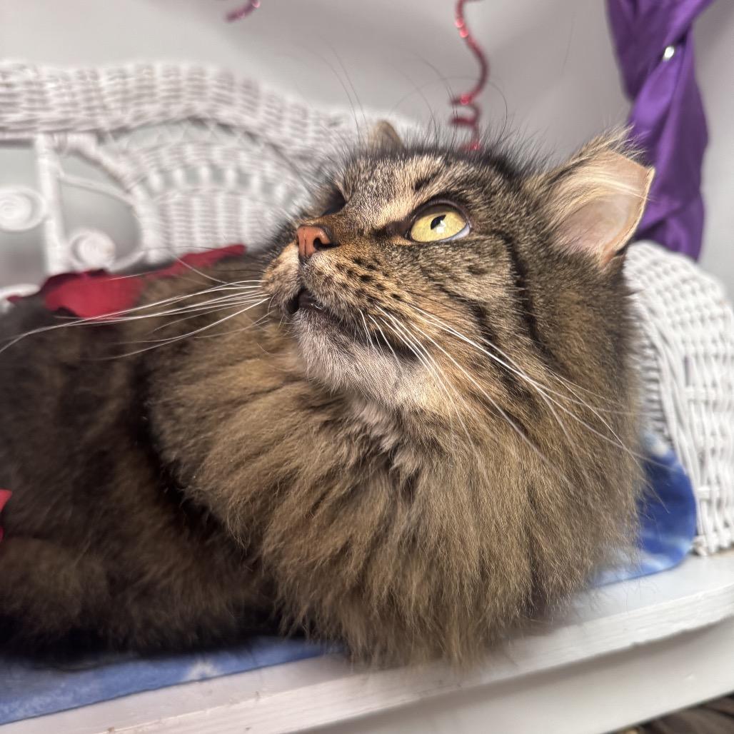 Enlarge Cassa Roll 55828, a Adoptable Domestic Long Hair in Eaton Rapids, MI image 5/5