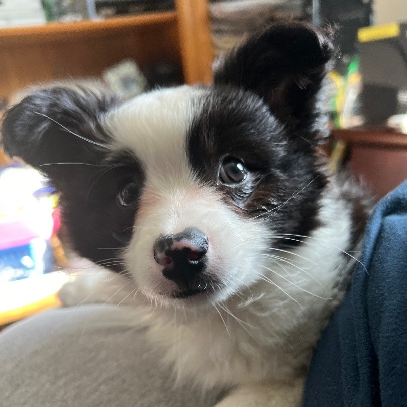 Enlarge Diego , a Adopted mixed breed in Tipp City, OH image 1/1