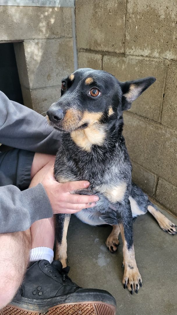 Lexi, Adoptable, Adult Female Australian Cattle Dog / Blue Heeler.