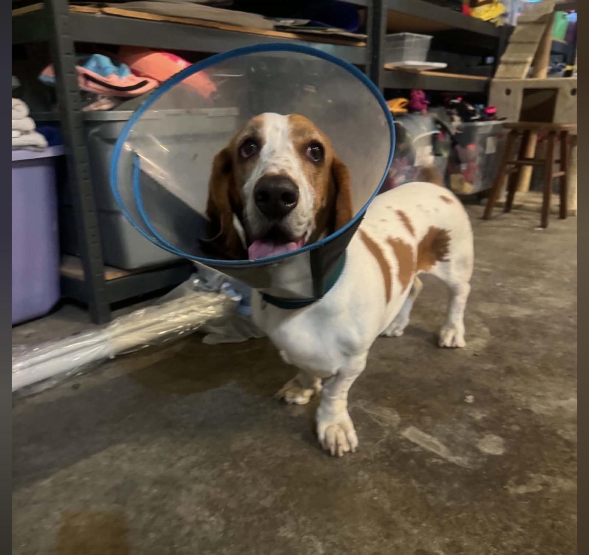 Enlarge Daisy, a Adoptable Basset Hound in Maineville, OH image 2/2