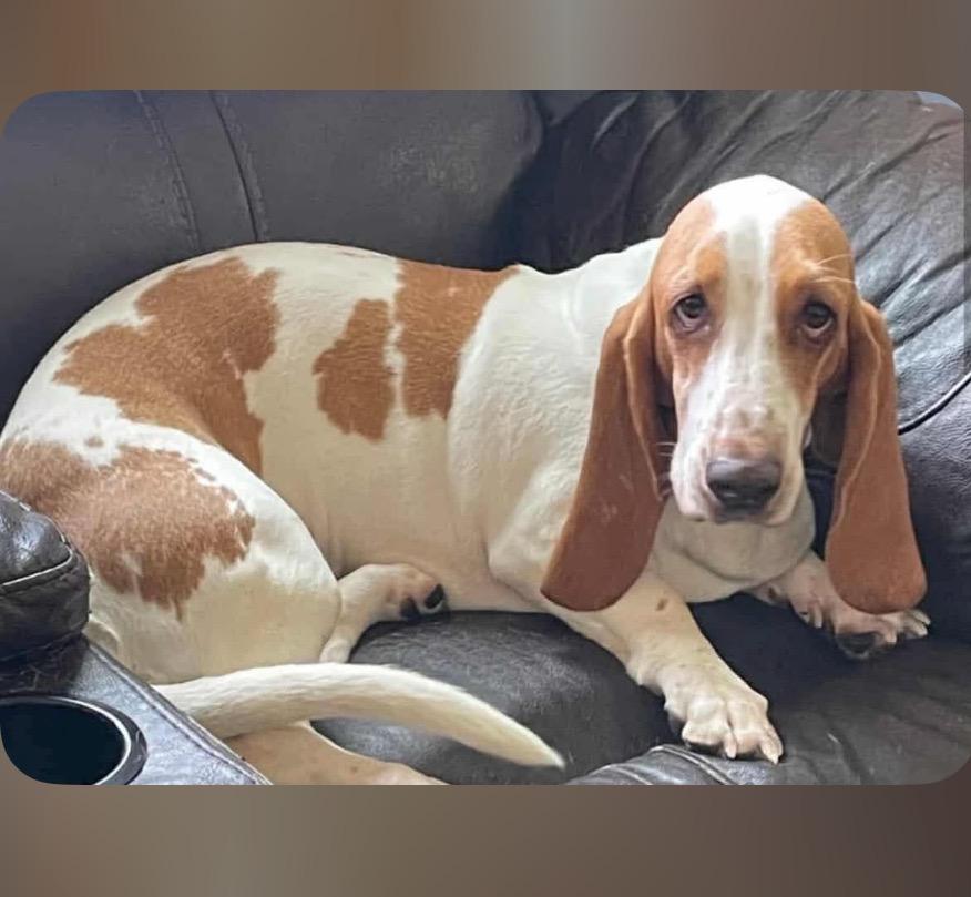 Daisy, Adoptable, Adult Female Basset Hound.