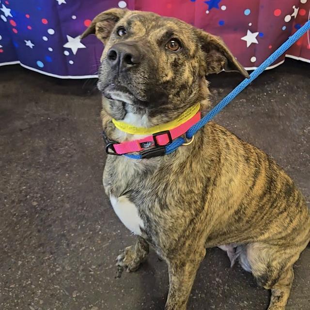 A011277, Adoptable, Adult Female Plott Hound & Mixed Breed.