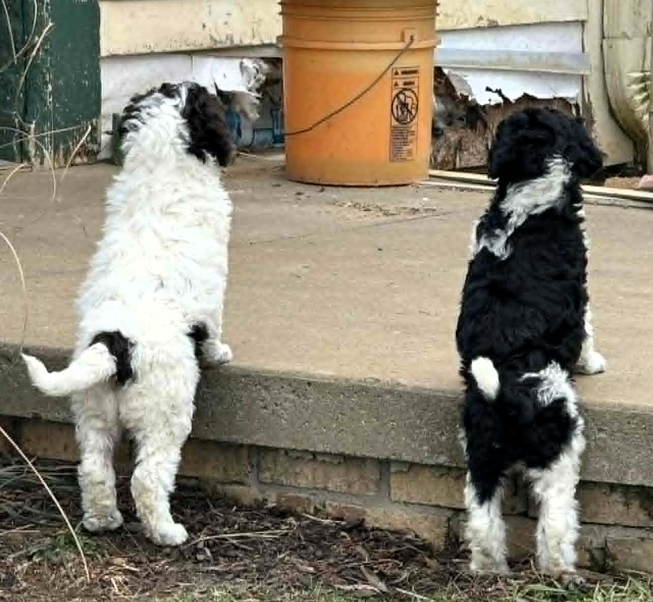 Lexus, adopted, Puppy Female Poodle.