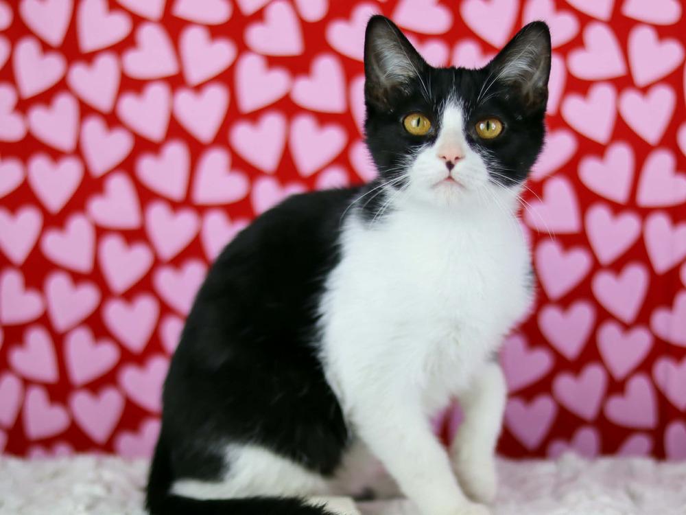 Sam, Adoptable, Kitten Male Domestic Short Hair.