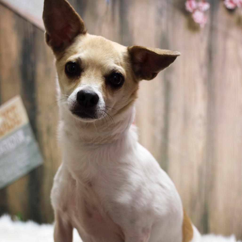 Chip, Adoptable, Adult Male Chihuahua.