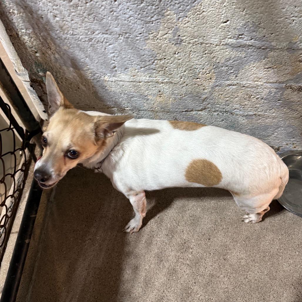 Enlarge Chip, a Adoptable Chihuahua in Casa Grande, AZ image 2/2