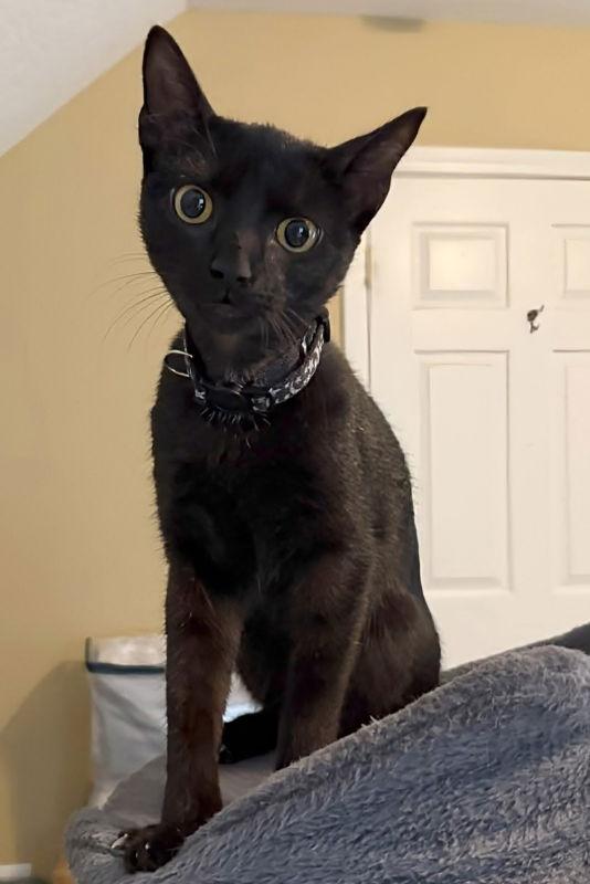 Enlarge Mist, a Adoptable Bombay in Knoxville, TN image 2/3