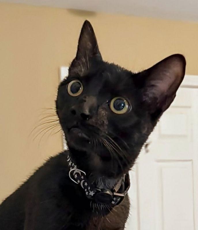 Enlarge Mist, a Adoptable Bombay in Knoxville, TN image 1/3