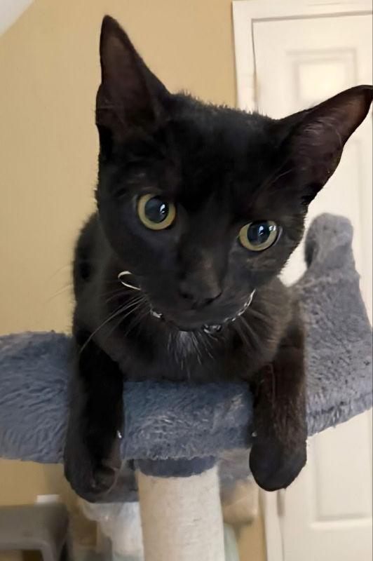 Enlarge Mist, a Adoptable Bombay in Knoxville, TN image 3/3