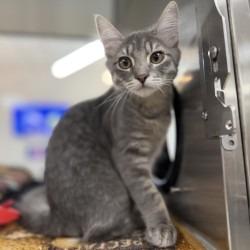 Georgie, Adoptable, Kitten Male Domestic Short Hair & Domestic Short Hair.